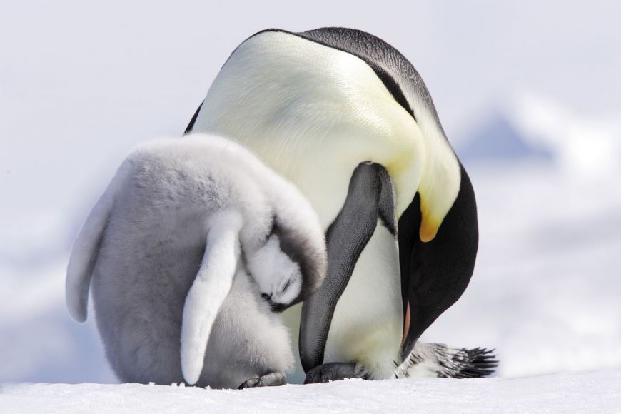 Adult and young baby, emperor penguin, Antarctic