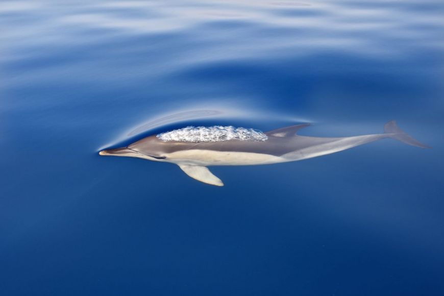 Dolphin, Gibraltar, Spain