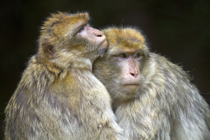 Barbary macaque, Bas Rhin, France