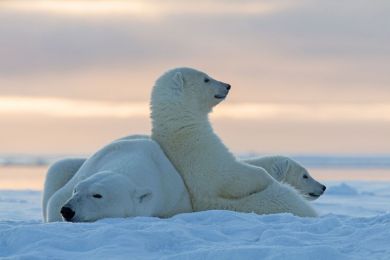 Ours polaires, Alaska, Etats-Unis