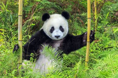 Panda géant ,Province du Sichuan, Chine