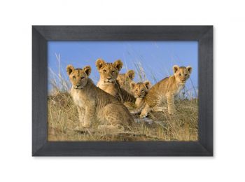 Kenya, lion cubs