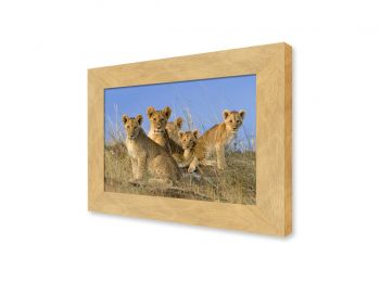 Kenya, lionceaux Masai-Mara
