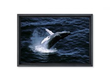 Baleine en République Dominicaine