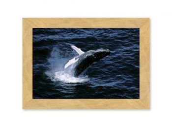 Baleine en République Dominicaine