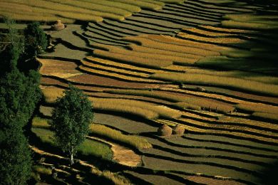 Pokhara rice fields, Nepal