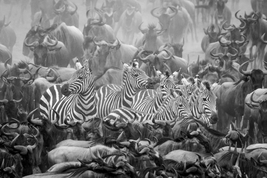 Kenya, zebra and wildebeest in migration