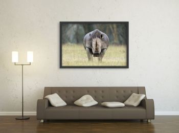 Kenya, rhinocéros blanc