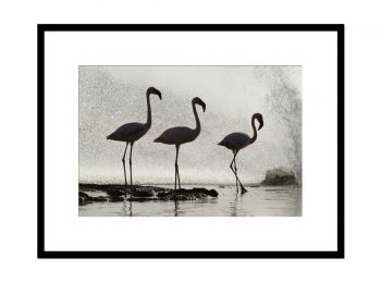 Kenya, lesser flamingo, Borogia