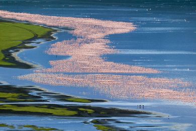 Kenya, aerial view of flamingoes, Lake Nakuru