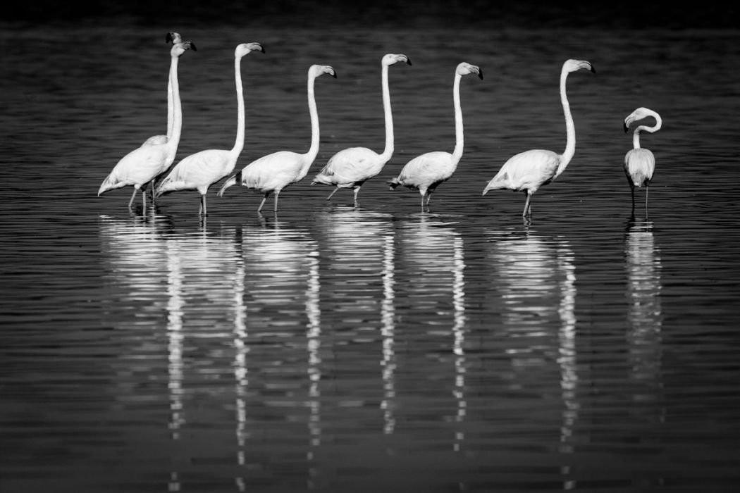 Kenya, greater flamingoes (B&W)