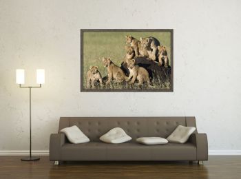 Kenya, lion et lionceaux sur une termitière