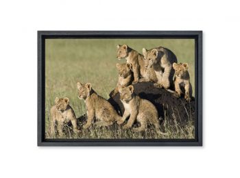 Kenya, lion and cubs on a termite mound