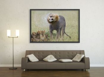 Kenya, lion et lionceaux sous la pluie