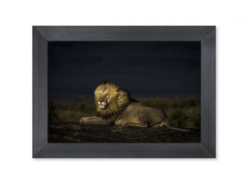 Kenya, lion dans le Masai-Mara