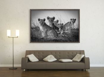 Kenya, lionceaux dans le Masai-Mara (N&B)