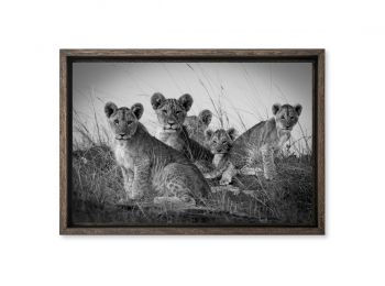 Kenya, lionceaux dans le Masai-Mara (N&B)