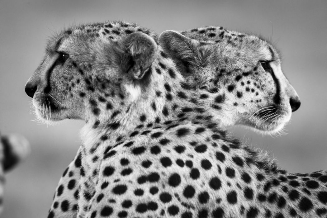 Photographie d Art de deux fr res gu pard au Kenya en noir et blanc