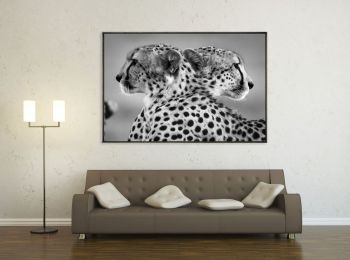 Kenya, cheetah in Masai Mara