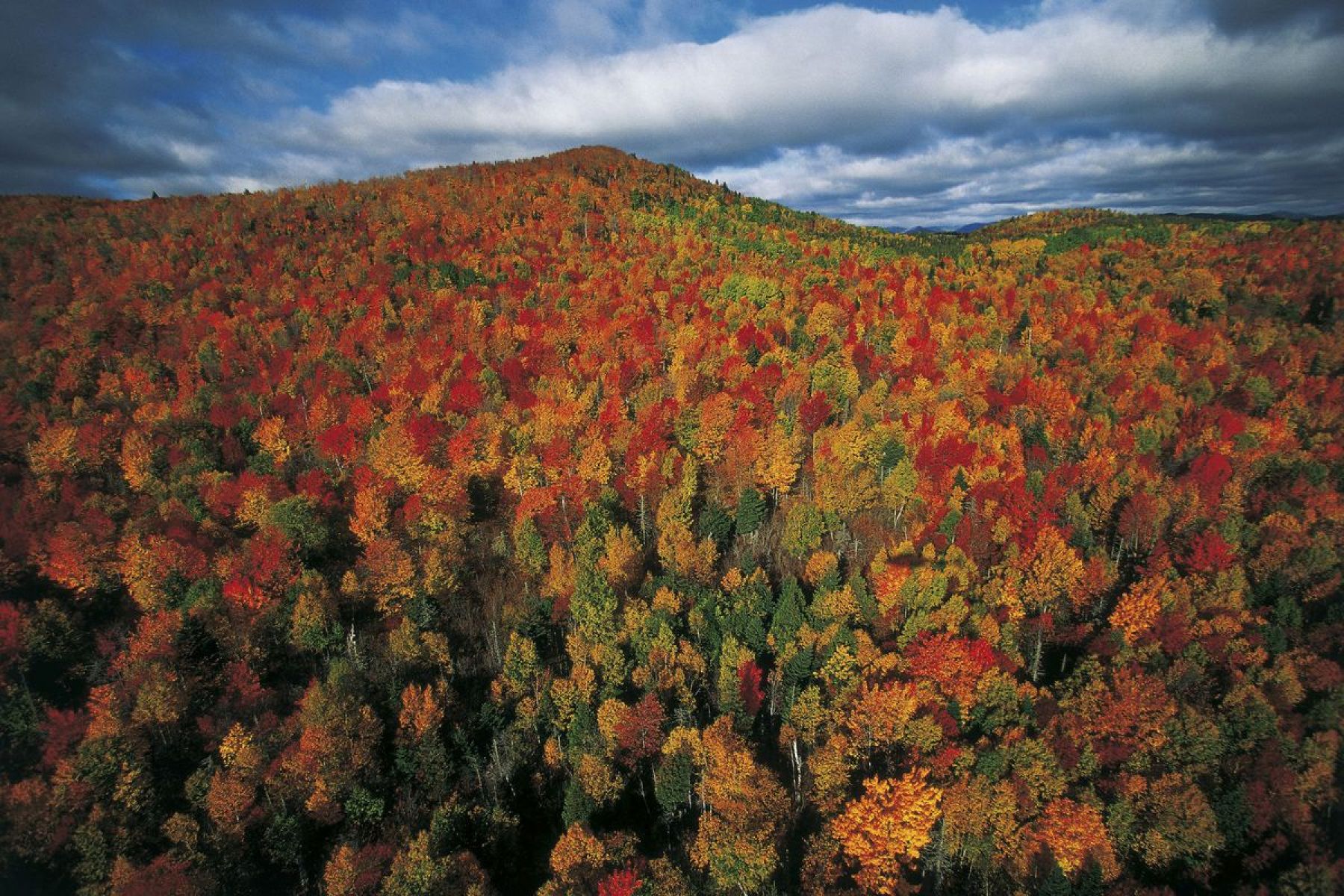 Photographie d'Art de vue aérienne d'une forêt en automne au ...