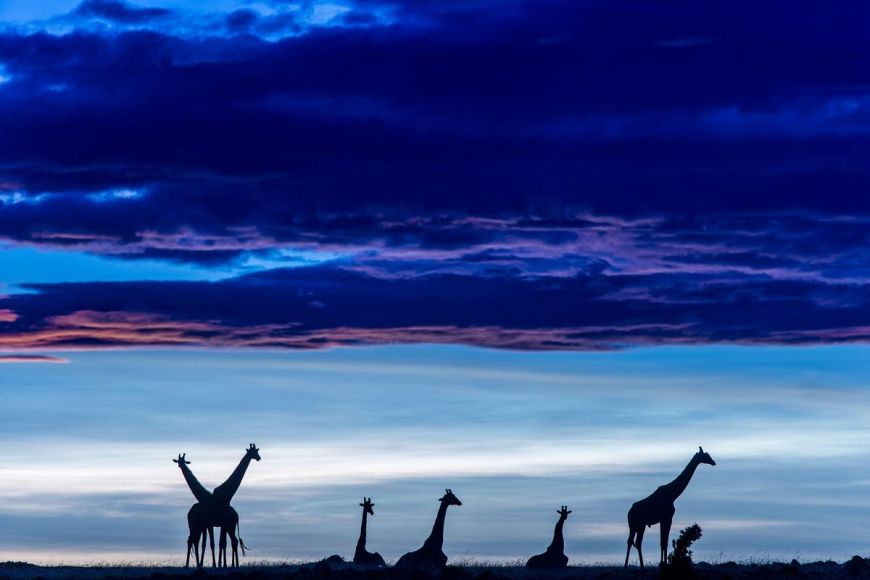 Kenya, giraffes at dawn in the Masai-Mara