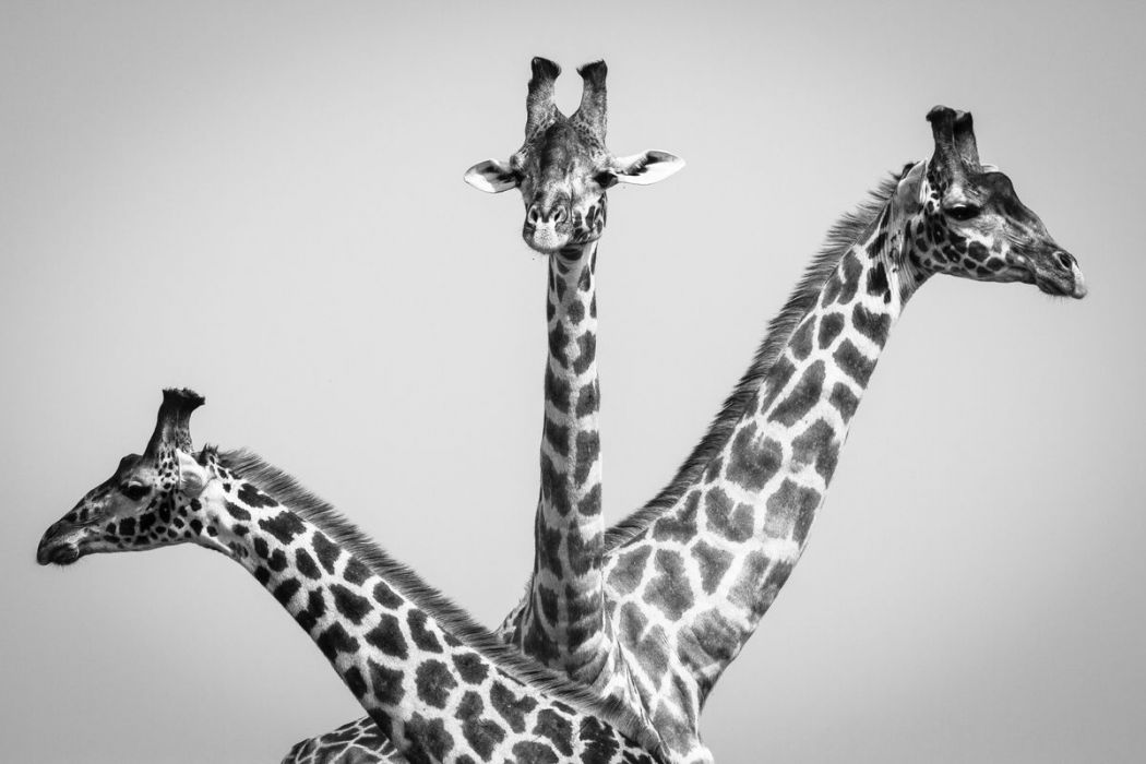 Kenya, girafes dans le Masai-Mara (N&B)