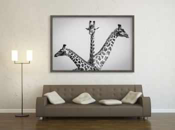 Kenya, girafes dans le Masai-Mara (N&B)