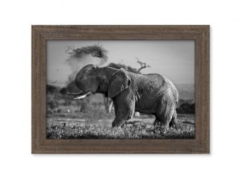 Kenya, elephant in Amboseli National Park
