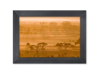 Kenya, zèbres à Amboseli