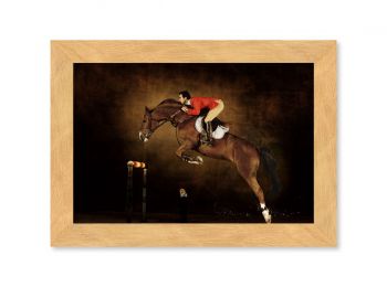 Selle Français stallion  Hors la loi II