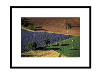 Vaucluse, Paysage de champs colorés