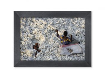 Récolte du coton, Burkina Faso