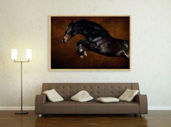 Selle Français stallion