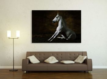 Toreo, Andalusian horse
