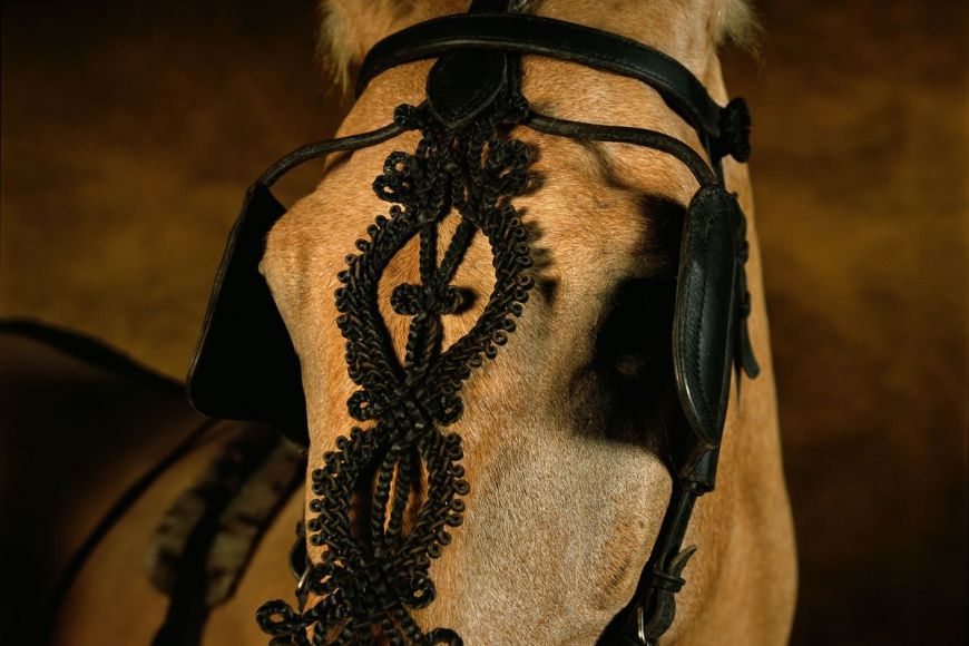 Belorussian horse