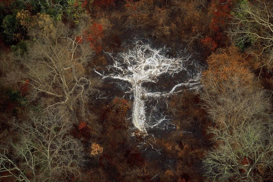 Ashes of a tree, Ivory Coast