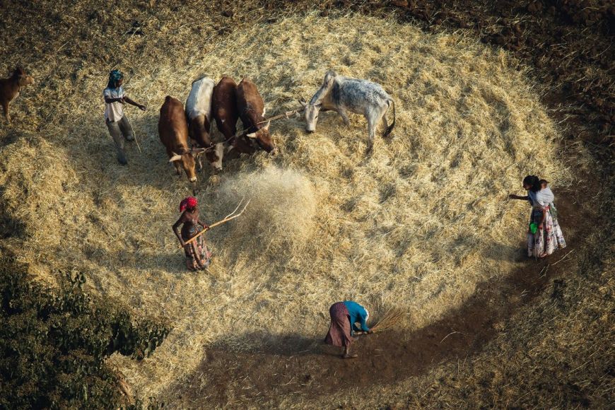 Récolte des céréales, Ethiopie