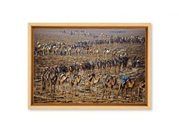 Camel caravan, Ethiopia